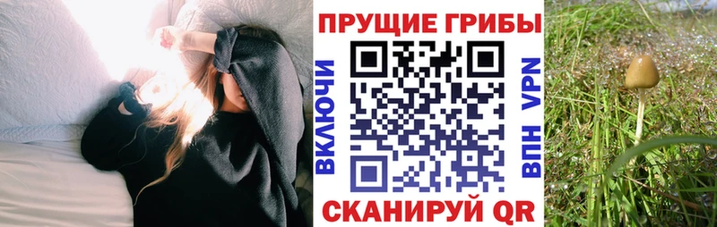 Псилоцибиновые грибы Psilocybine cubensis  Купить где  Новая Ладога 